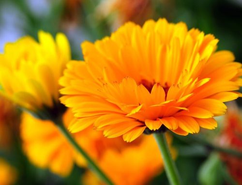 Heilsalben – Kräuterküche